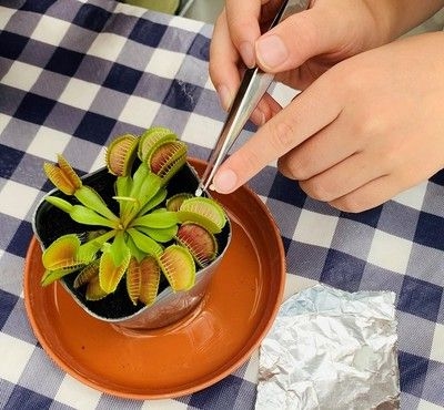 食虫植物の捕食実験