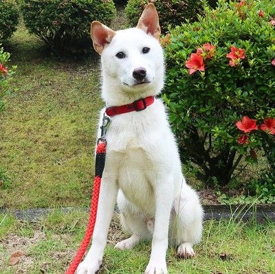 広島県動物愛護センター パピー＆ジュニア犬飼育相談会（8月）