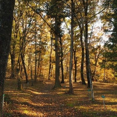 日光植物園の紅葉