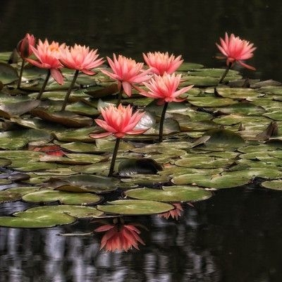 〜水辺に浮かぶ花の妖精たち〜