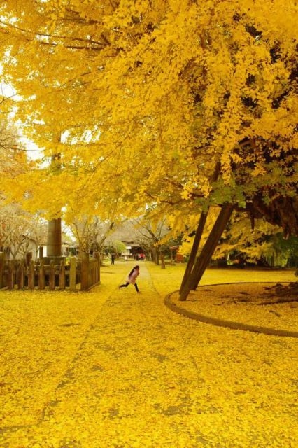 【紅葉・見ごろ】西蓮寺大銀杏黄葉