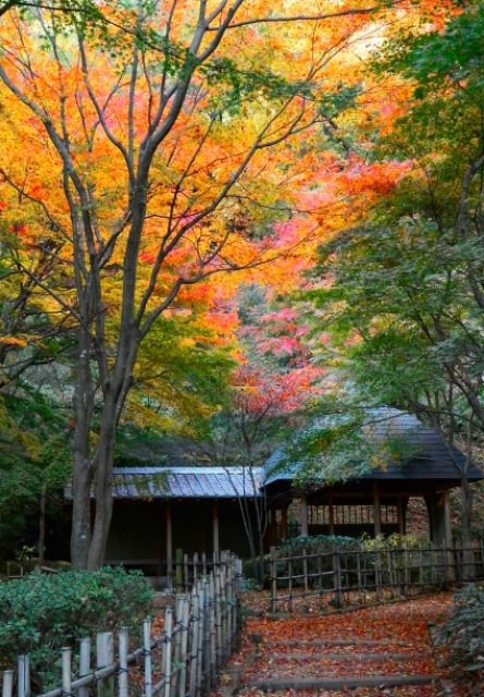 【紅葉・見ごろ】七沢森林公園