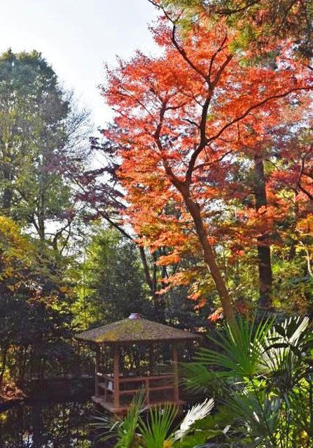 【紅葉・見ごろ】実篤公園