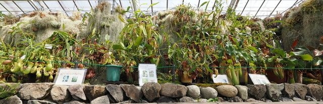 食虫植物特別展示