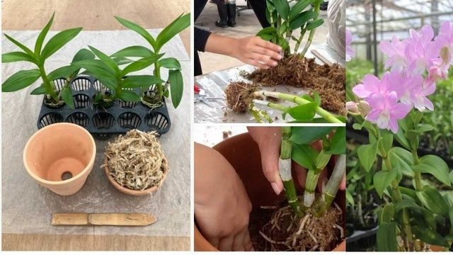 らん栽培のプロによる植替え教室～デンファレ篇～