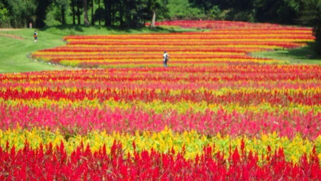 【花・見ごろ】国営武蔵丘陵森林公園　羽毛ゲイトウ