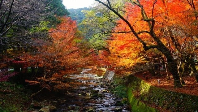 大寧寺の紅葉と老舗のお弁当・想いを込めた短冊流し