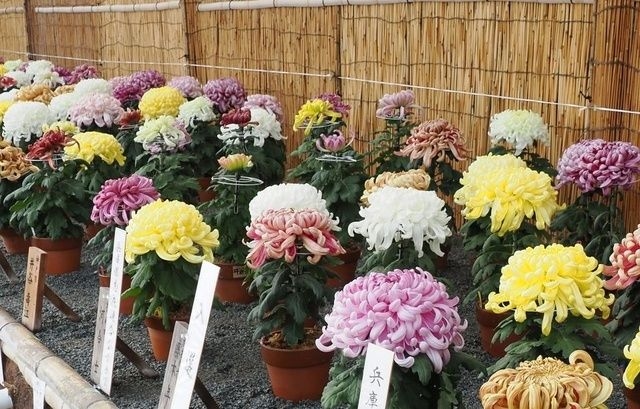 第47回兵庫県連合菊花展覧会