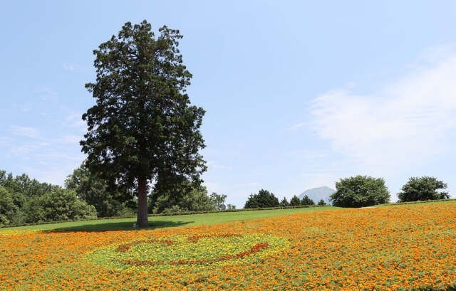 とっとり花回廊 サマーフェスティバル