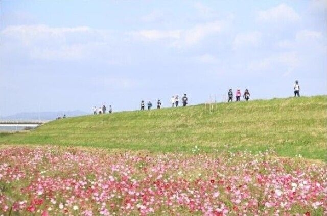 七城ふるさとコスモスウォーク