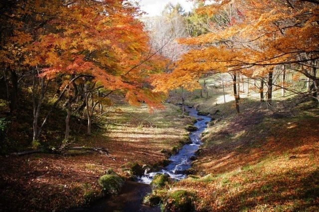 【紅葉・見ごろ】陣峰市民の森