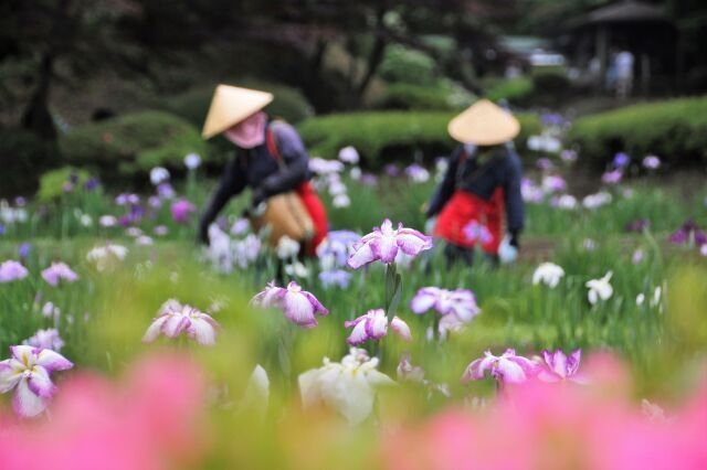 町田薬師池公園四季彩の杜 しょうぶ・あじさいまつり