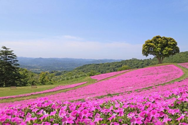 【花・見ごろ】マザー牧場　桃色吐息（ペチュニア）