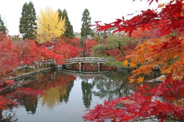 【紅葉・見ごろ】永観堂