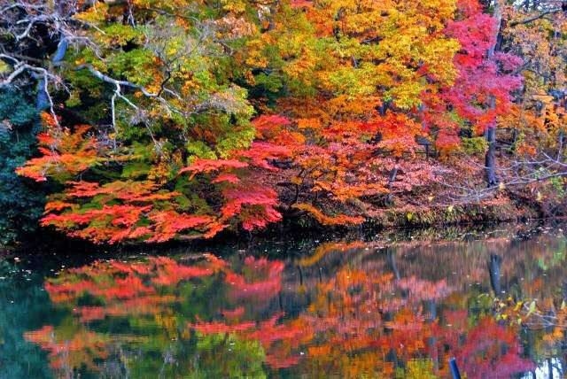 【紅葉・見ごろ】震生湖