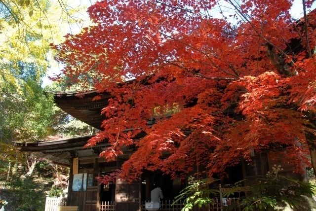 【紅葉・見ごろ】定光寺