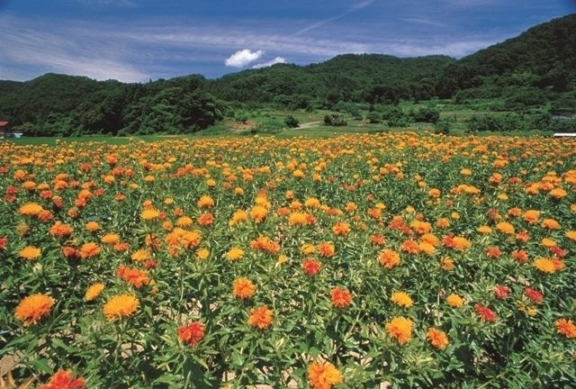 山形紅花まつり