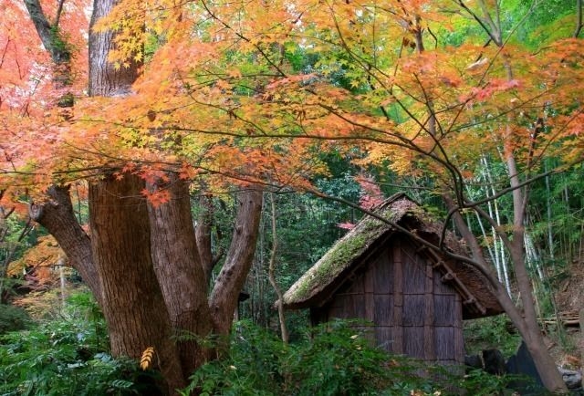 【紅葉・見ごろ】四国村ミウゼアム