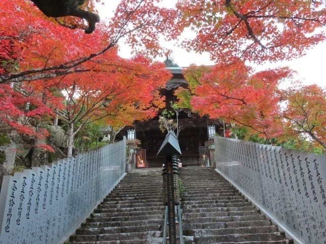 大聖院 紅もみじライトアップ