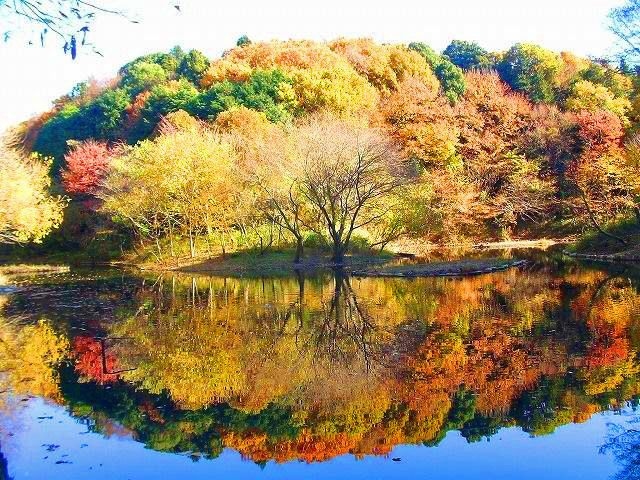 【紅葉・見ごろ】県立座間谷戸山公園