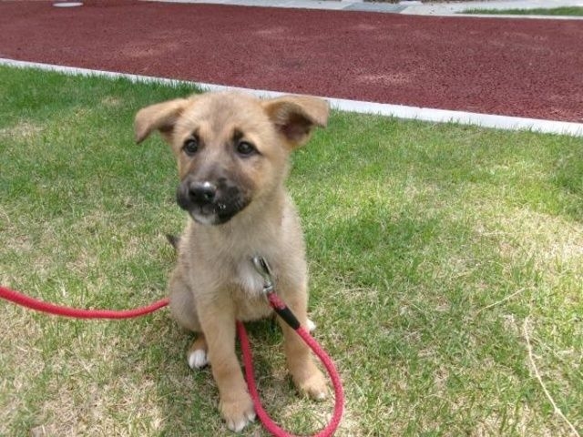 広島県動物愛護センター 犬の譲渡会（10月）