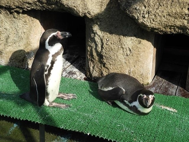 飼育係とおはなしサタデー ～水の中を飛ぶペンギンのお話～