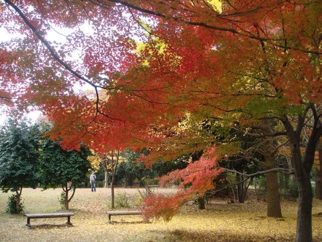 【紅葉・見ごろ】所沢航空記念公園