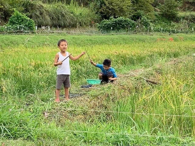 稲刈り　10/19,20，27　～自然農の米作り～