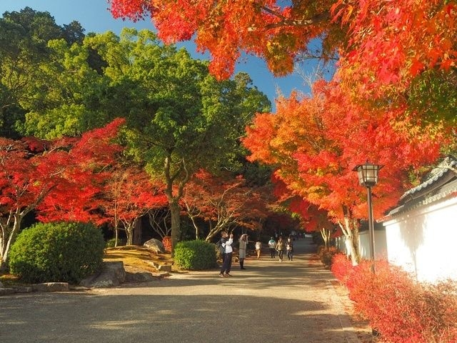 【紅葉・見ごろ】紅葉谷公園