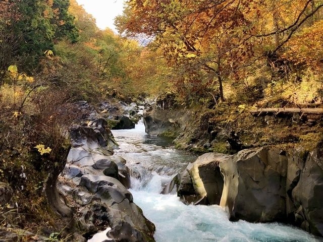 【紅葉・見ごろ】憾満ケ淵