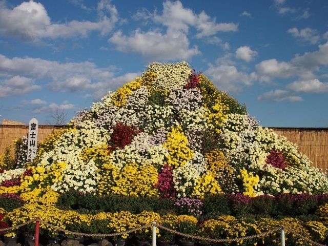 第73回 小山市菊花大会