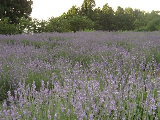 ラベンダー花まつり