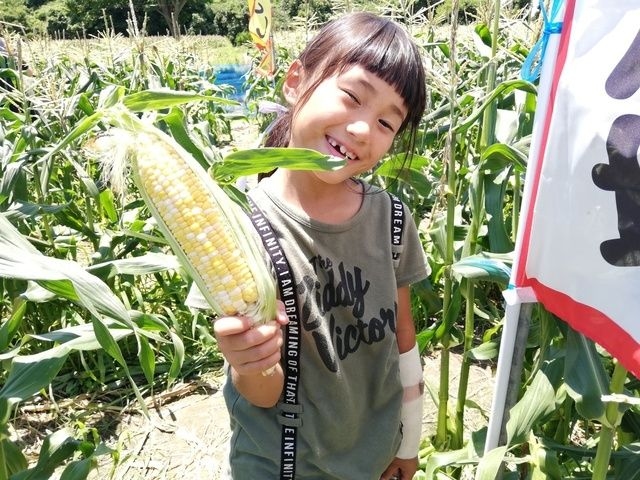 あったか農場「とうもろこし狩り」