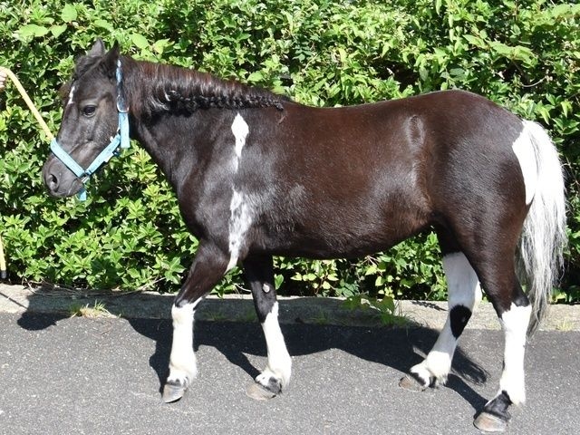 飼育係とおはなしサタデー ～ポニーのお手入れを近くで見よう～