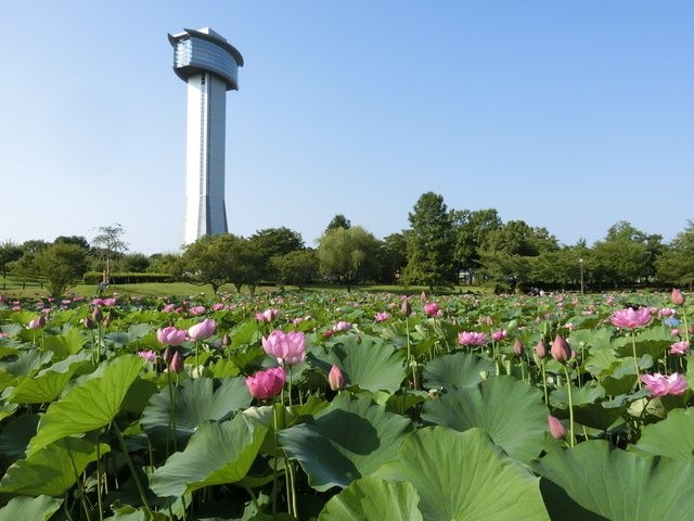 古代蓮の里　開花期2024　蓮の最盛期