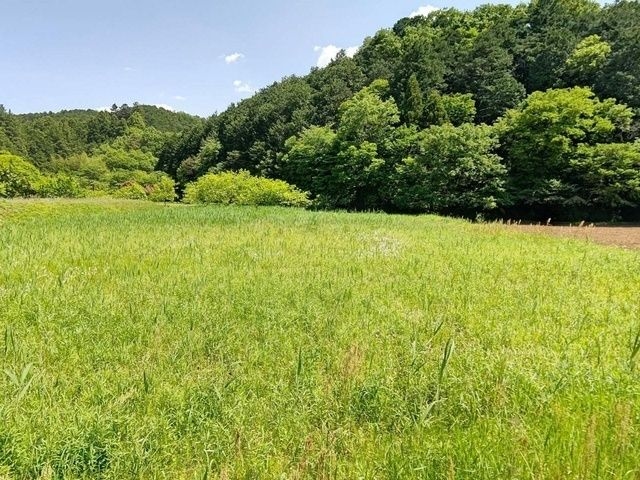 夏の鳴く虫はセミだけじゃない！　～音を操る昆虫を知ろう～（昼編）