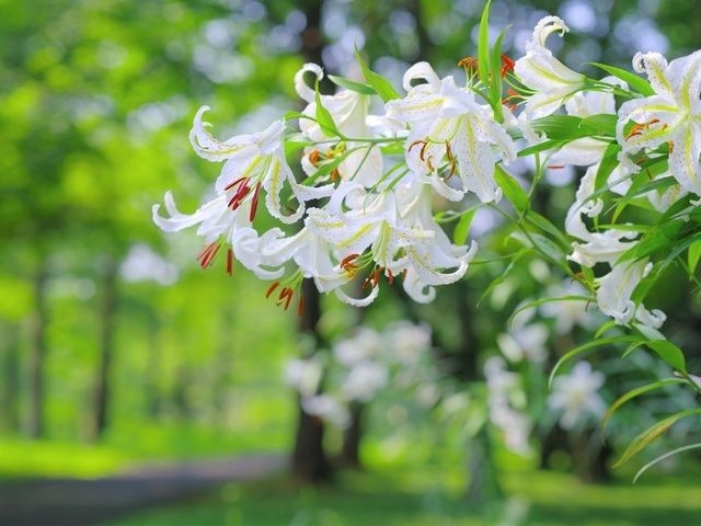 【花・見ごろ】国営武蔵丘陵森林公園　ヤマユリ