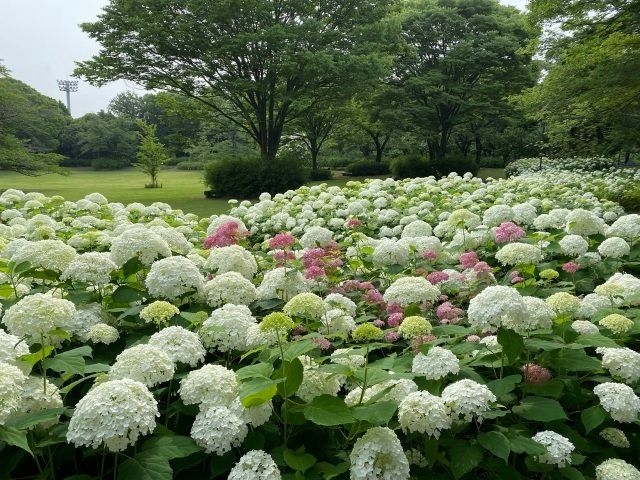 市制施行70周年記念　郷土の森　あじさいまつり