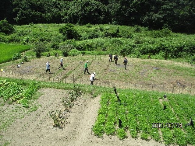 大豆を育てて味噌を作ろう2024