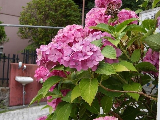 【あじさい・見ごろ】枚岡公園