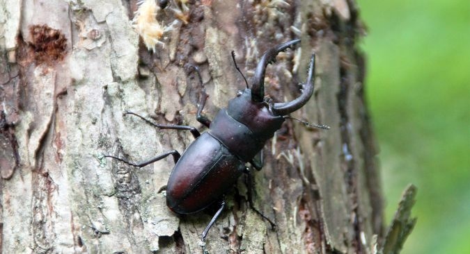 カブトムシ・クワガタムシの殖やし方教室！