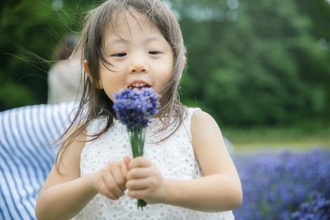 ラベンダー無料刈り取り体験