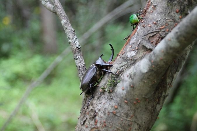 カブトムシ・クワガタムシ博士になろう！