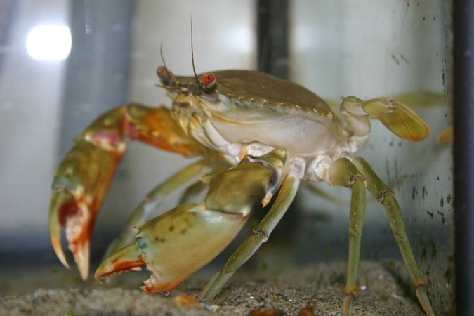 浜名湖サイエンスクラブ　カニver.