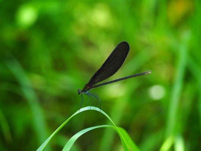 いきもの教室～学校では学べないリアルな生物の実態学習！～