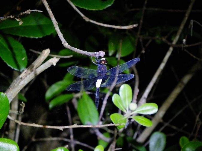 夜の公園で生き物探し