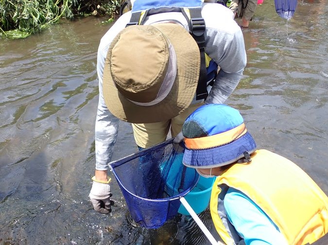 鶴見川多目的遊水地見学会と鶴見川の生きもの観察（魚編）