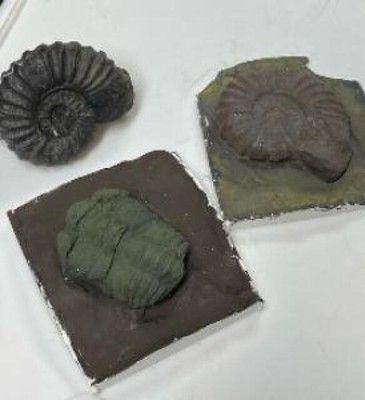 埼玉県立松山女子高校　地学部「化石のレプリカを作ろう」