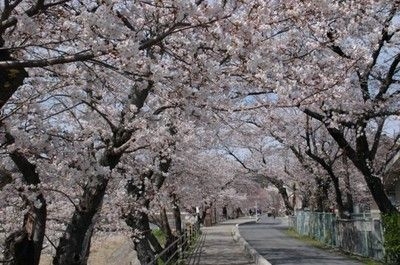 【桜・見ごろ】さくらさくらのさんぽみち