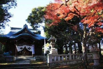 【紅葉・見ごろ】江沼神社
